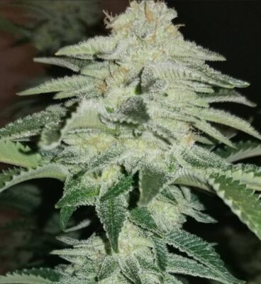 High Octane OG, also known as “High Octane” or “High Octane Kush,” is a 100 pure indica hybrid strain created through crossing the classic Chemdawg X Lemon Thai X Hindu Kush strains. This potent three-way cross is best known for its super heavy aroma and hard-hitting high that's ideal for kicking back after a long and stressful day when you really want to just be lazy and relax.